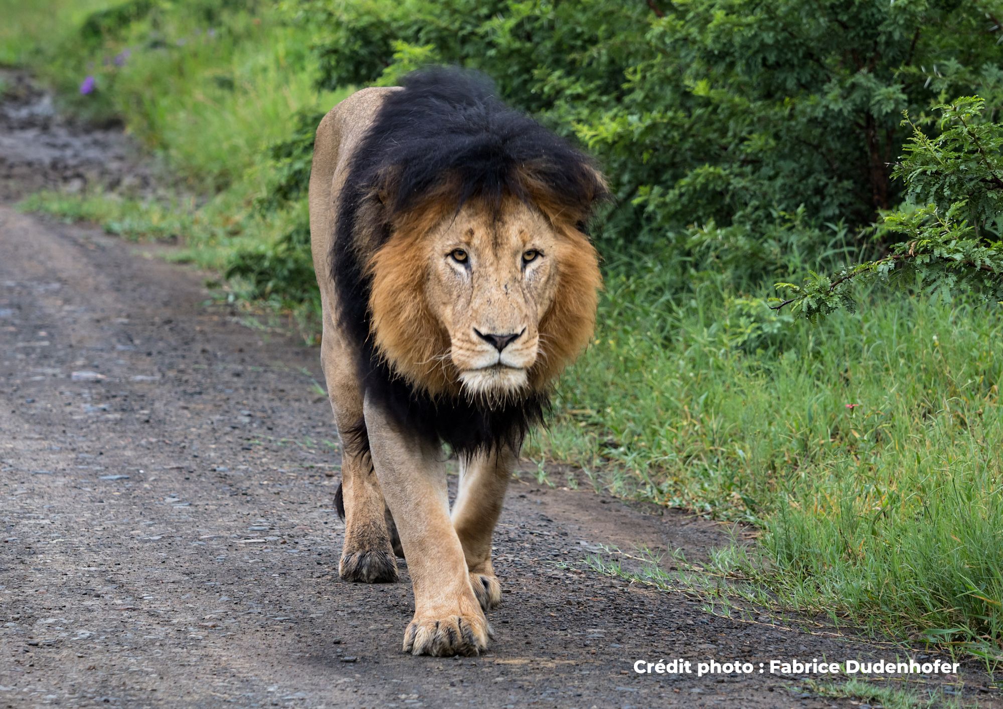 lion marchant sur la route